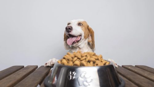 Cibo monoproteico per cane