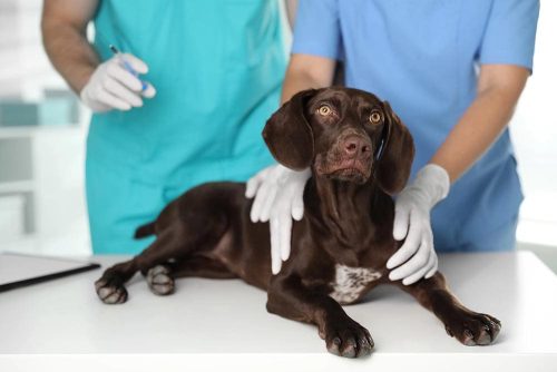 Le vaccinazioni del cane