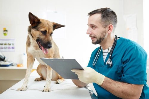 Le vaccinazioni del cane