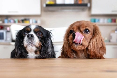 Cibo monoproteico per cane