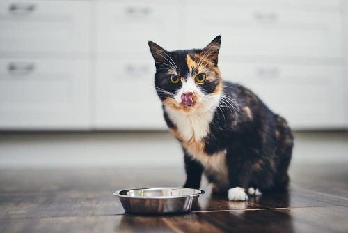 Il cibo ipoallergenico per gatti