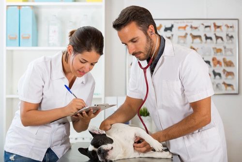 Le vaccinazioni del cane