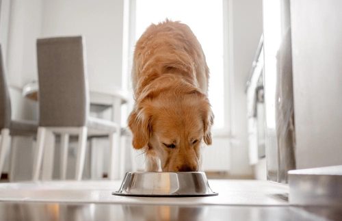 Cibo monoproteico per cane