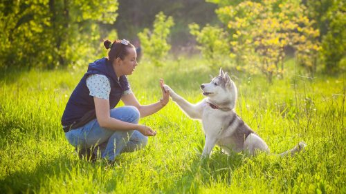 un cane che da la zampa al suo padrone