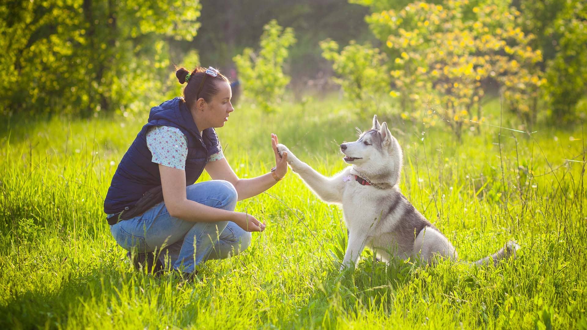 un cane che da la zampa al suo padrone