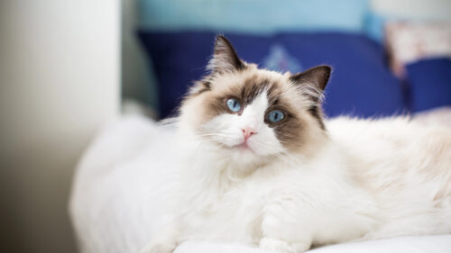 Cover - Gatto ragdoll carattere cura e alimentazione